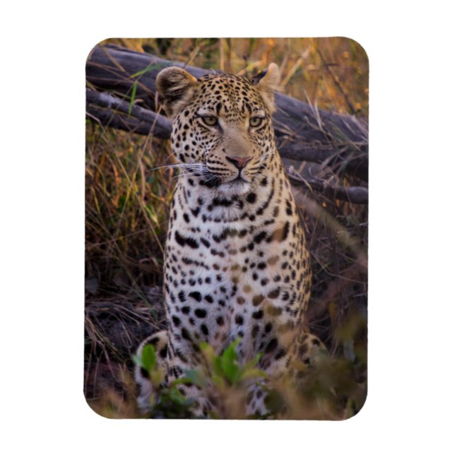 Leopard sitting, Botswana, Africa Magnet (Vertical)