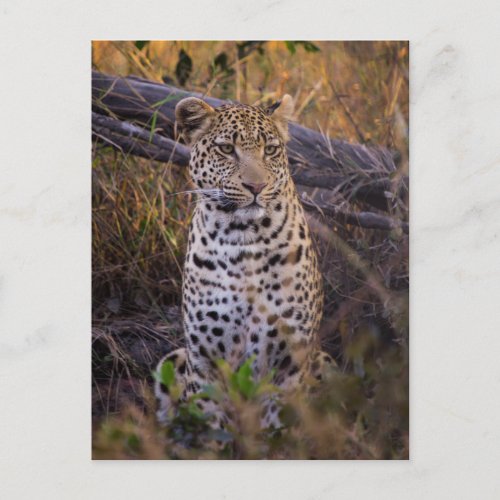 Leopard sitting Botswana Africa Postcard