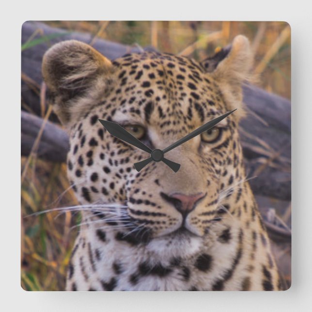Leopard sitting, Botswana, Africa Square Wall Clock (Front)