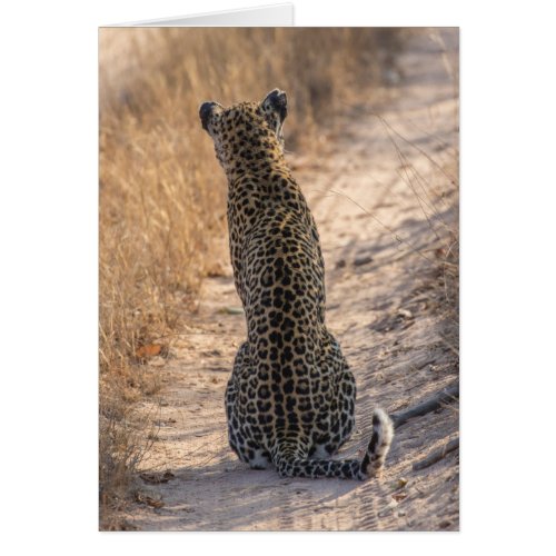 Leopard sitting in road Africa