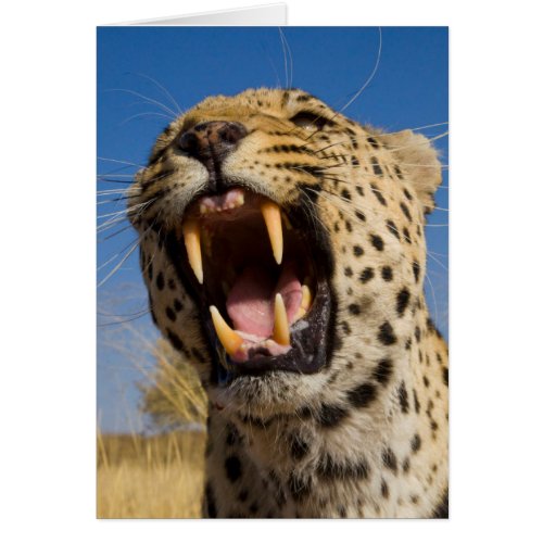 Leopard Snarling