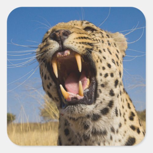 Leopard Snarling Square Sticker