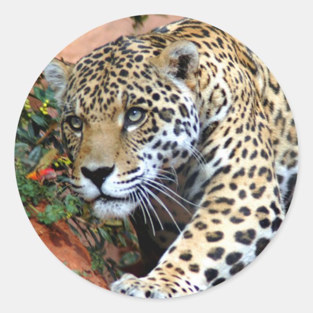 Leopard Stalking Macro Classic Round Sticker (Front)