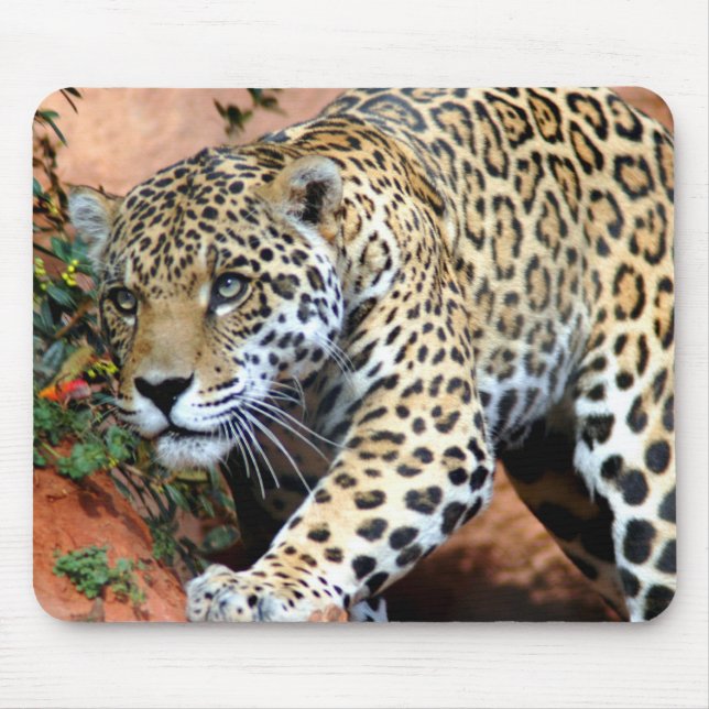 Leopard Stalking Macro Mouse Pad (Front)