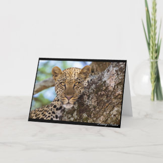 Leopard Stare Card
