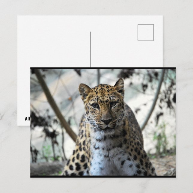 Leopard Stare Postcard (Front/Back)