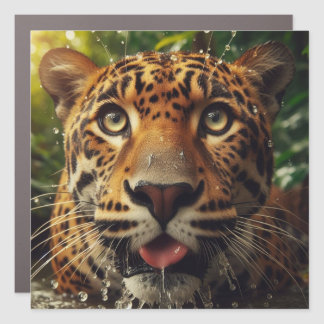 Leopard Stares While Lapping Water in Jungle  Car Magnet