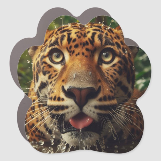 Leopard Stares While Lapping Water in Jungle  Car Magnet (Front)