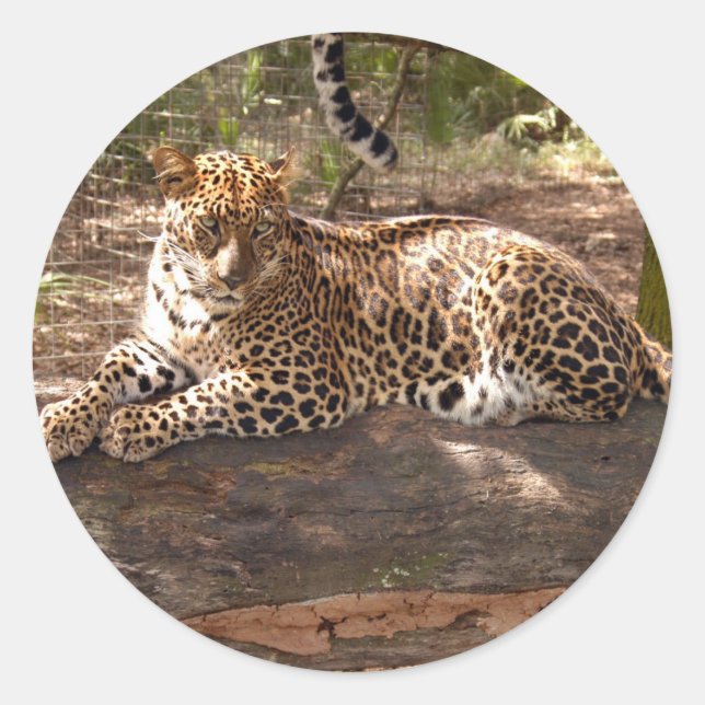 Leopard Sticker (Front)