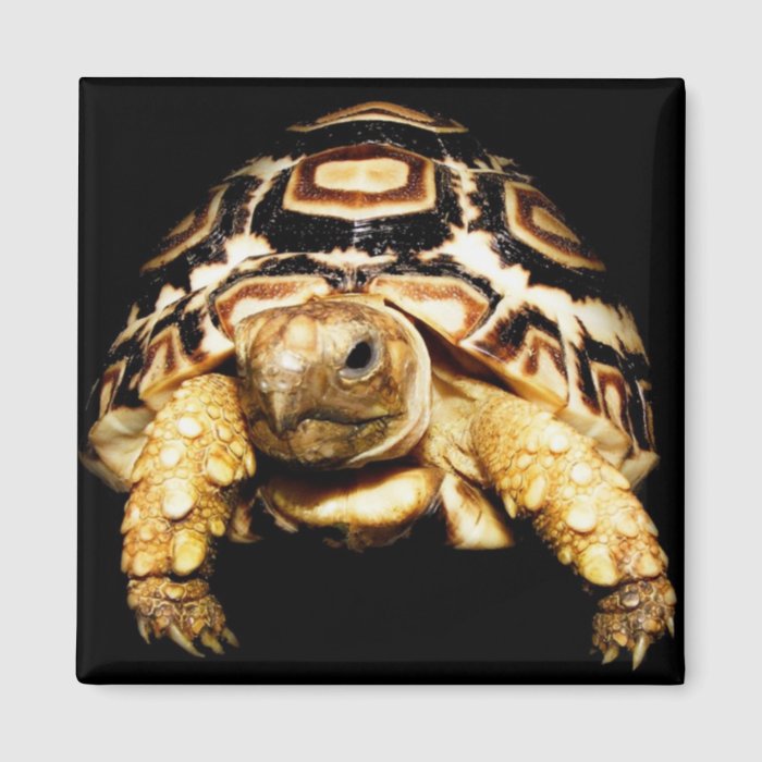 Leopard Tortoise Fridge Magnet