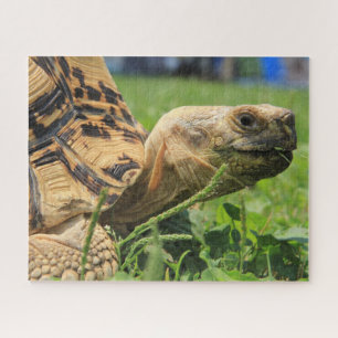 Leopard Tortoise in the grass Jigsaw Puzzle