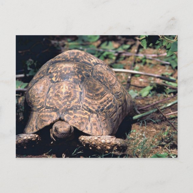 Leopard tortoise postcard (Front)