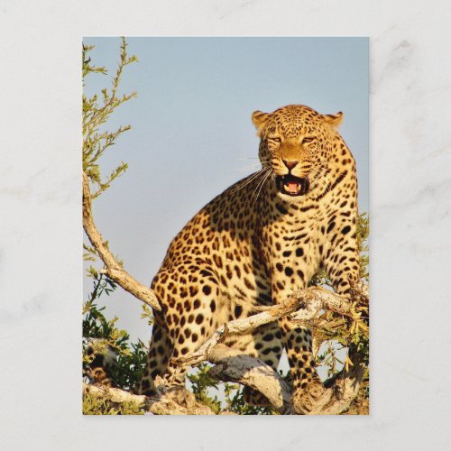 leopard tree postcard