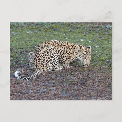 Leopard Turn Its Head Towards Us Postcard