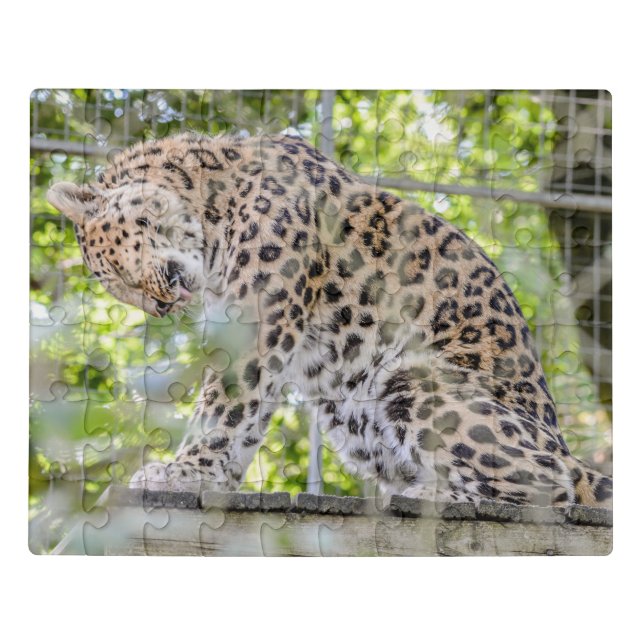 Leopard Washing Wildlife Photograph Jigsaw Puzzle (Puzzle Horizontal)