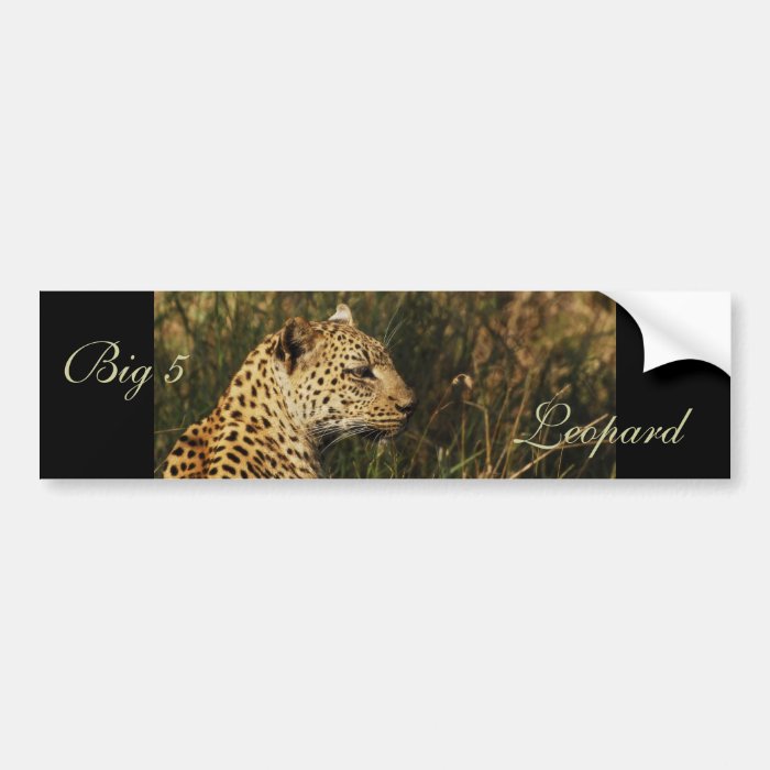 Leopard wild animal bumper stickers (big 5 cats)