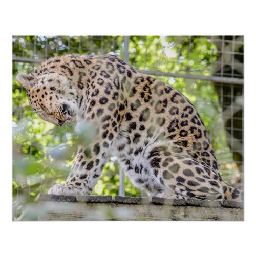 Leopard Wild Animal Photograph Poster