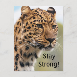 Leopard Wild Cats Postcard