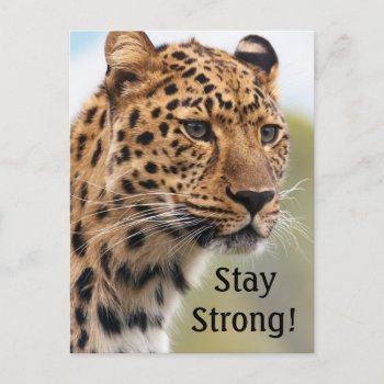 Leopard Wild Cats   Postcard by bonfireanimals at Zazzle