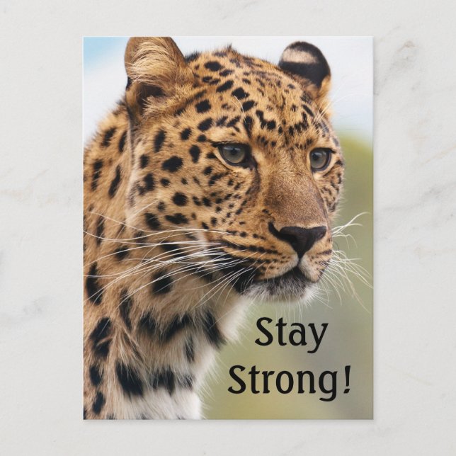 Leopard Wild Cats   Postcard (Front)