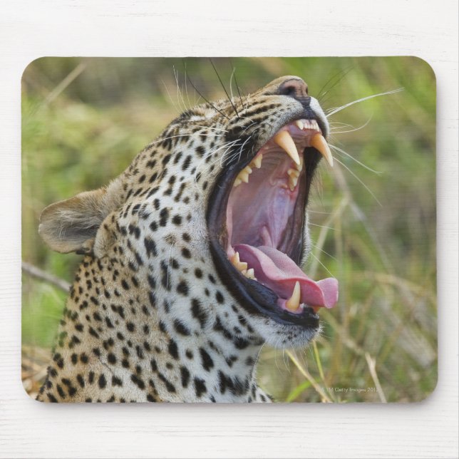Leopard yawning, Greater Kruger National Park, 2 Mouse Pad (Front)