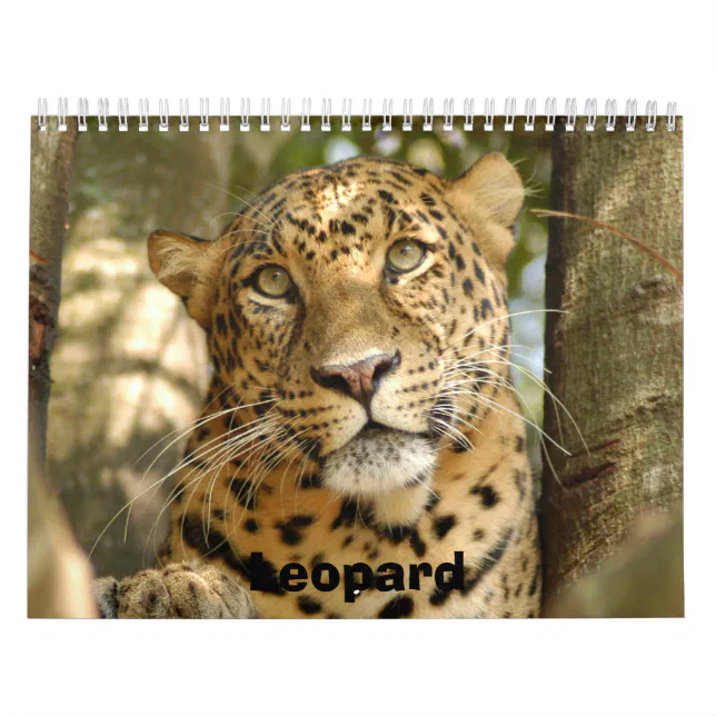 LeopardCheetaro013, Leopard Calendar Zazzle