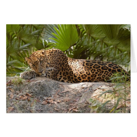 LeopardCheetaro017 Cards (Front Horizontal)