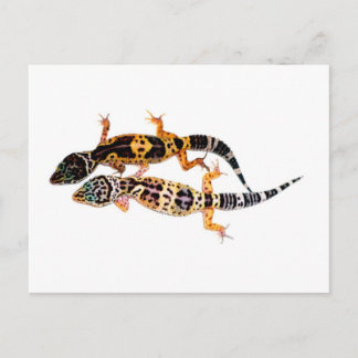 Leopardgecko Pärchen Postcard