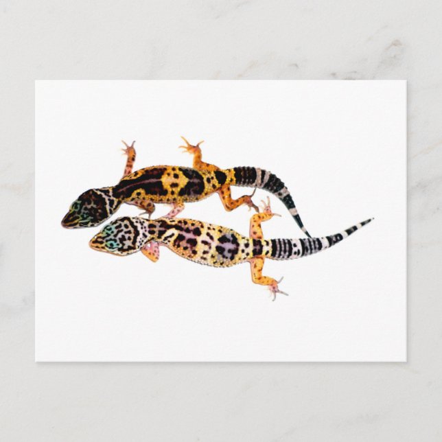 Leopardgecko Pärchen Postcard (Front)