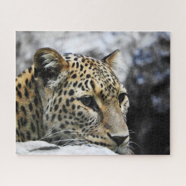 Leopards Big Cats. Jigsaw Puzzle (Horizontal)