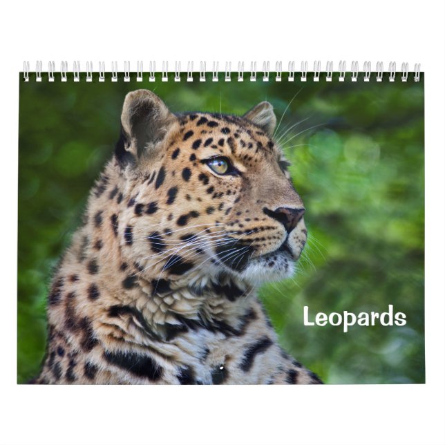 Leopards Calendar (Cover)