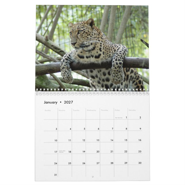 Leopards Calendar, Leopards Calendar (Jan 2027)