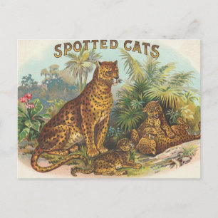 Leopards Postcard