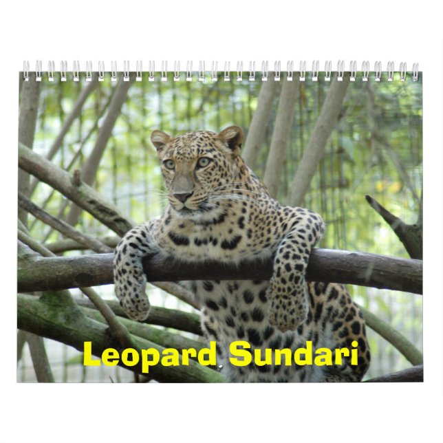 LeopardSundari_008, Leopard Sundari Calendar (Cover)