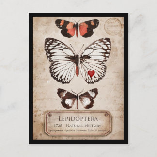 Lepidoptera Postcard