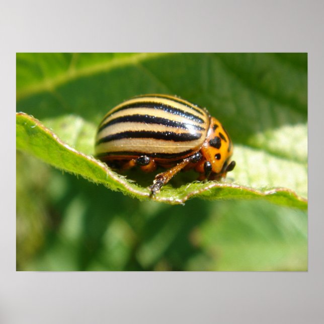 Leptinotarsa Poster (Front)