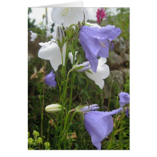 Les Belles Fleurs (Front)