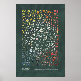 Les Liliacées from Redouté Poster