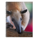 Lesser Anteater Notebook