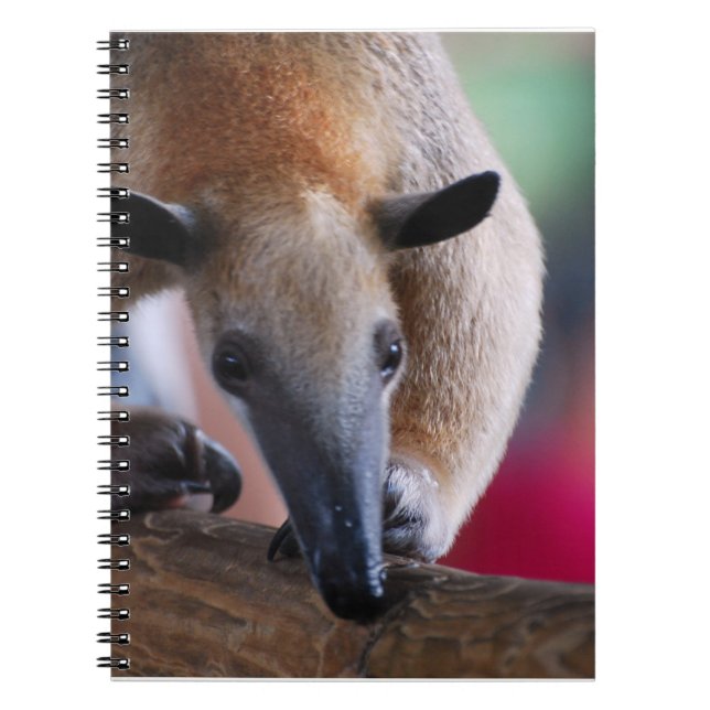 Lesser Anteater Notebook (Front)
