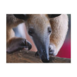 Lesser Anteater  Postards Postcard