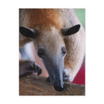 Lesser Anteater  Postcards