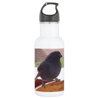 Lesser Antillean Bullfinch Water Bottle