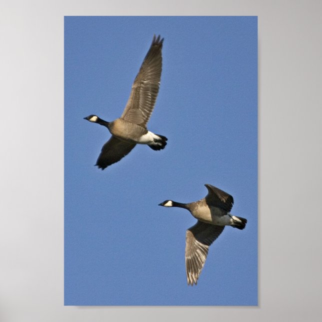 Lesser Canada Geese in Flight Poster (Front)