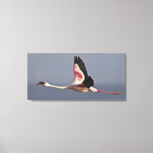 Lesser Flamingo at Lake Nakuru NP Kenya Canvas Print