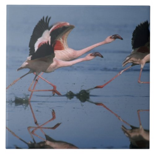 Lesser Flamingo Phoenicopterus minor taking Ceramic Tile