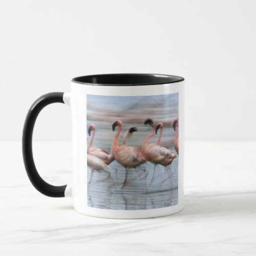 Lesser Flamingos in motion Phoenicopterus Mug