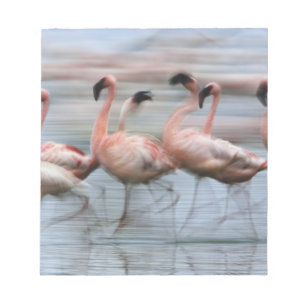 Lesser Flamingos in motion, Phoenicopterus Notepad