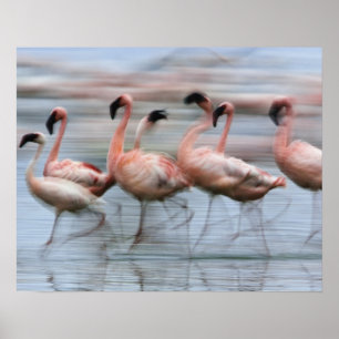 Lesser Flamingos in motion, Phoenicopterus Poster