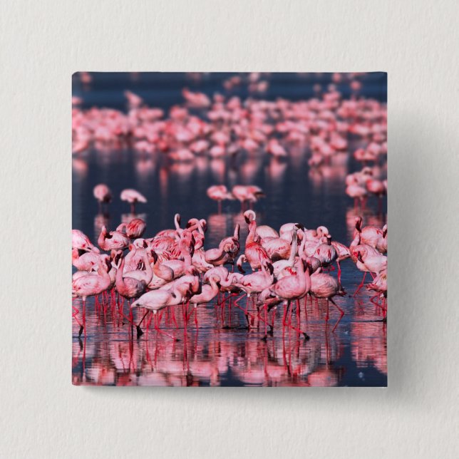 Lesser Flamingos (Phoeniconaias minor), Africa, Button (Front)